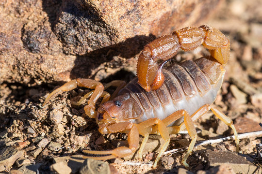 Parabuthus granulatus Scorpion