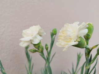 white carnation  flower in the garden