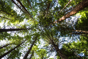 the vast redwood trees grows as high as 300 feet tall at Whakarewarewa, New Zealand