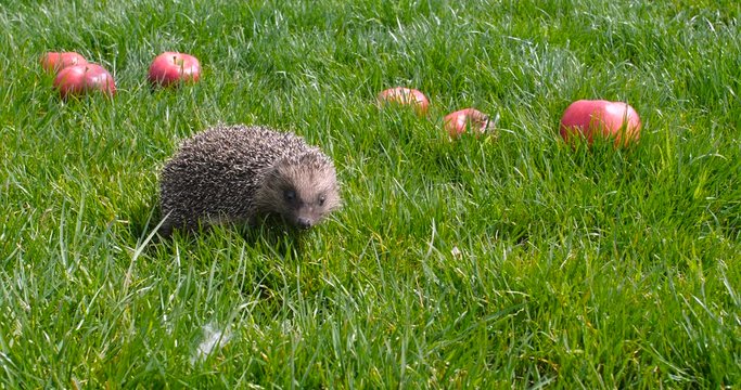 Small gray hedgehog walking in the garden on the green lawn grass among red scattered fragrant apples and sniffing them on a sunny day. Harvesting concept 4k 50 fps slow motion