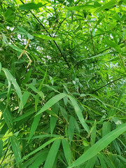 Bamboo green leaf natural isolated texture background