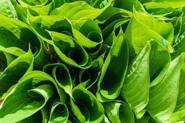 Young Hosta leaves as green background and texture