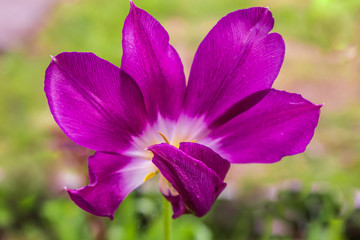 Vinous  tulip covers the stamens with a petal
