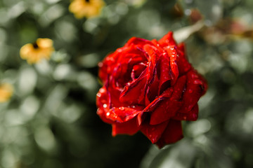 Red rose with dewdrops