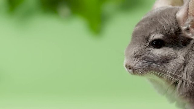 cute gray chinchilla sitting on green colored background with leaves , lovely pets and nature concept, purebred fluffy rodent