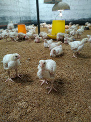 Baby chicks in a chicken farm on a poultry farm 