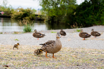 a picture of mallard ducks and her ducklings