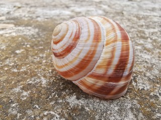 shell on the beach