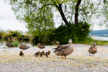 a picture of mallard ducks and her ducklings