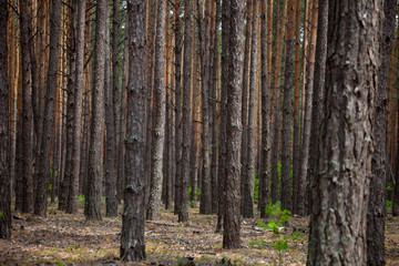 Dense pine forest. Trunks of ship pines. Tall conifers. Forest of Carpathian mountains. Background...