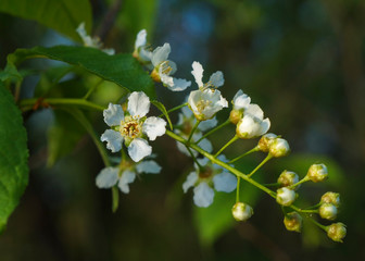 Blooming mayday tree (Prunus padus, also known as bird cherry, hackberry, hagberry). Macro photography of the bird cherry flowers, selective focus. Floral background or wallpaper