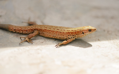 The male adult viviparous lizard (Zootoca vivipara) is hunting in outdoors.