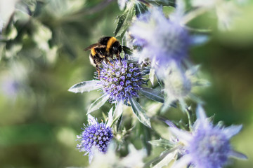 Bumblebee on the colors of purple color, beautiful bokeh. Closeup
