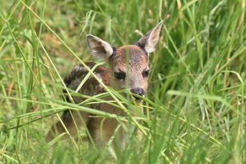 Little deers in the grass. Spring in the nature. Capreolus capreolus. Baby deer.Wildlife scene from nature. Wildlife scene from nature.