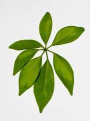 Schefflera