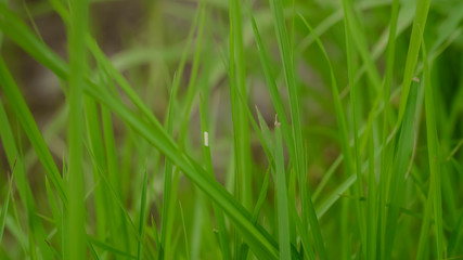 Green grass close-up. Natural green background.