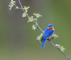 Male Eastern Bluebird Perched on Ready to Bloom Apple Tree Branch in Spring on Green Background