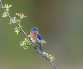 Male Eastern Bluebird Perched on Ready to Bloom Apple Tree Branch in Spring on Green Background
