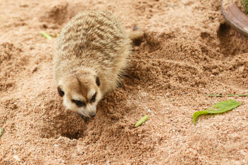 Naklejka na ściany i meble Wildlife animal. Mongoose predatory meerkat sits on the sand and looks away