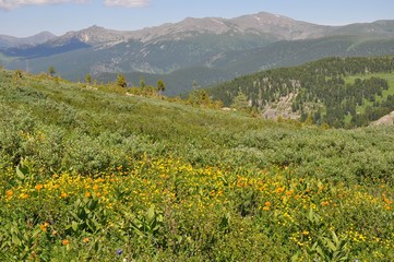 Panorama with a flower valley with yellow and orange flowers and slopes with trees and stones in...