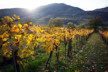 autumn vineyards in the sunset light