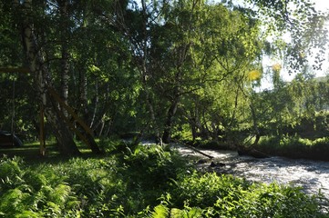 Trees on the banks of a fast river on a sunny day