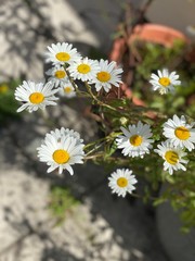 Obraz premium daisies on a white background