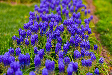 Fototapeta premium Lavender