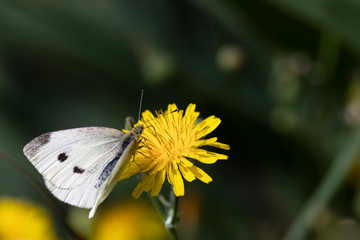 white butterfly on yellow flower,green background