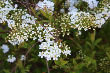 delicate white flowers on the branches