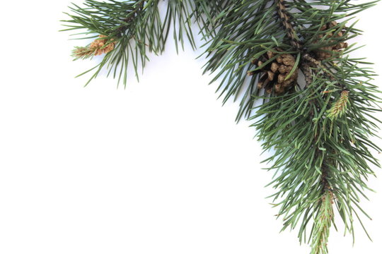 Pine branch with cones on a white background 