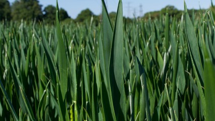 Fototapeta premium Beautiful corn field background showing fresh green corn shoots in spring