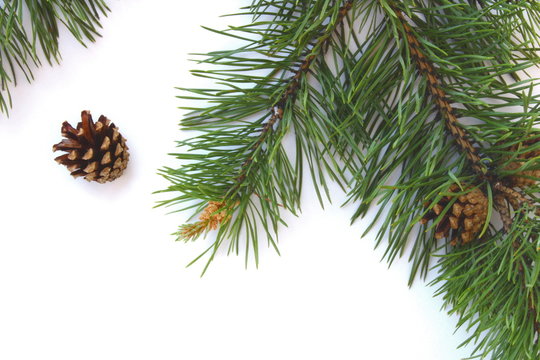 Pine branch with cones on a white background 