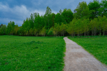 Picturesque landscape of a path through green meadow into a forest