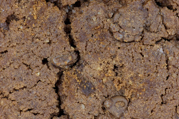 Closeup of chocolate chips cookie as texture or background
