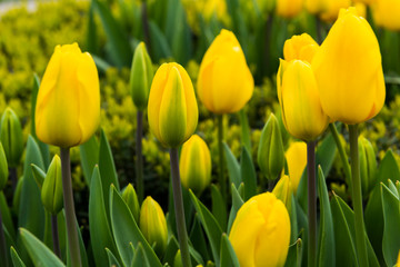 Obraz premium Yellow Tulip with green background.