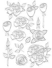 Roses. Coloring page.