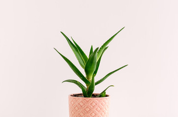 Aloe plant in a pink ceramic flower pot on the background of a light wall.