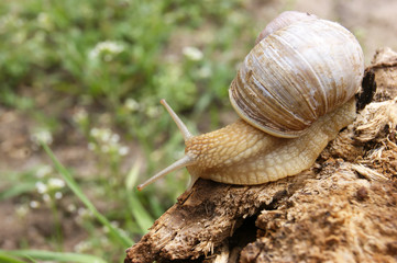 An ordinary in shell garden snail crawling on a stump.