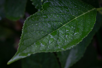 雨に濡れた葉のクローズアップ