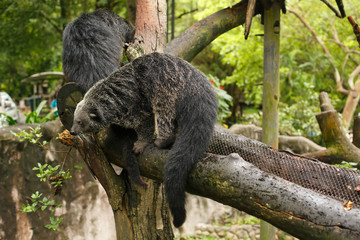 Wildlife animal. Two predatory binturongs are sitting on a tree trunk