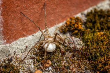 Weibliche Listspinne mit Kokon (Eiersack) krabbelt am Boden einer Mauer im Moos (seitliche Vorderansicht) © Wolfgang Knoll