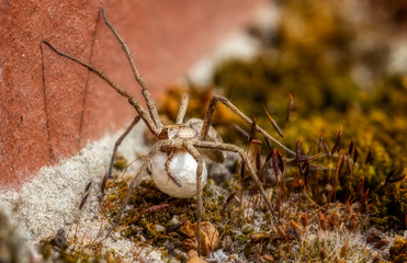 Weibliche Listspinne mit Kokon (Eiersack) krabbelt am Boden einer Mauer im Moos (seitliche Vorderansicht)