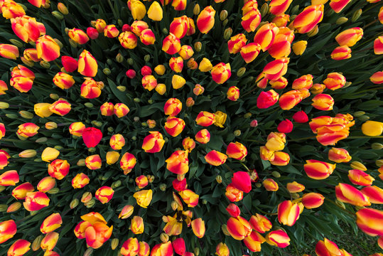 Colorful Tulips in garden, Yellow and Red tulips..