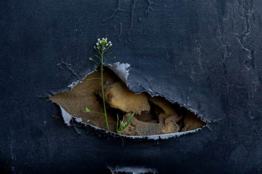 The flower sprouting from the holes in the old trim. A symbol of rebirth of life