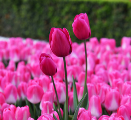 Beautiful Pink Tulips in garden.