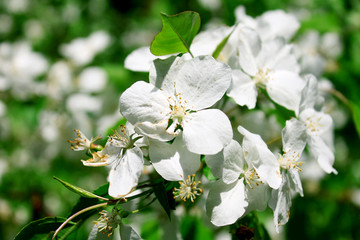 White Flower