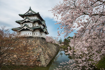 Obraz premium Hirosaki Castle and Cherry Blossoms, Japan