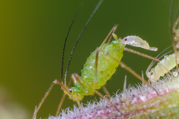 Lebendgeburt einer Blattlaus, Geburt einer Blattlaus, Blattlausgeburt, Lebendgebärende Insekten,...