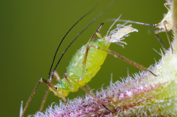 Birth of aphid, Sternorrhyncha reproduction, Aphid gives birth to aphid baby, Aphid viviparous...